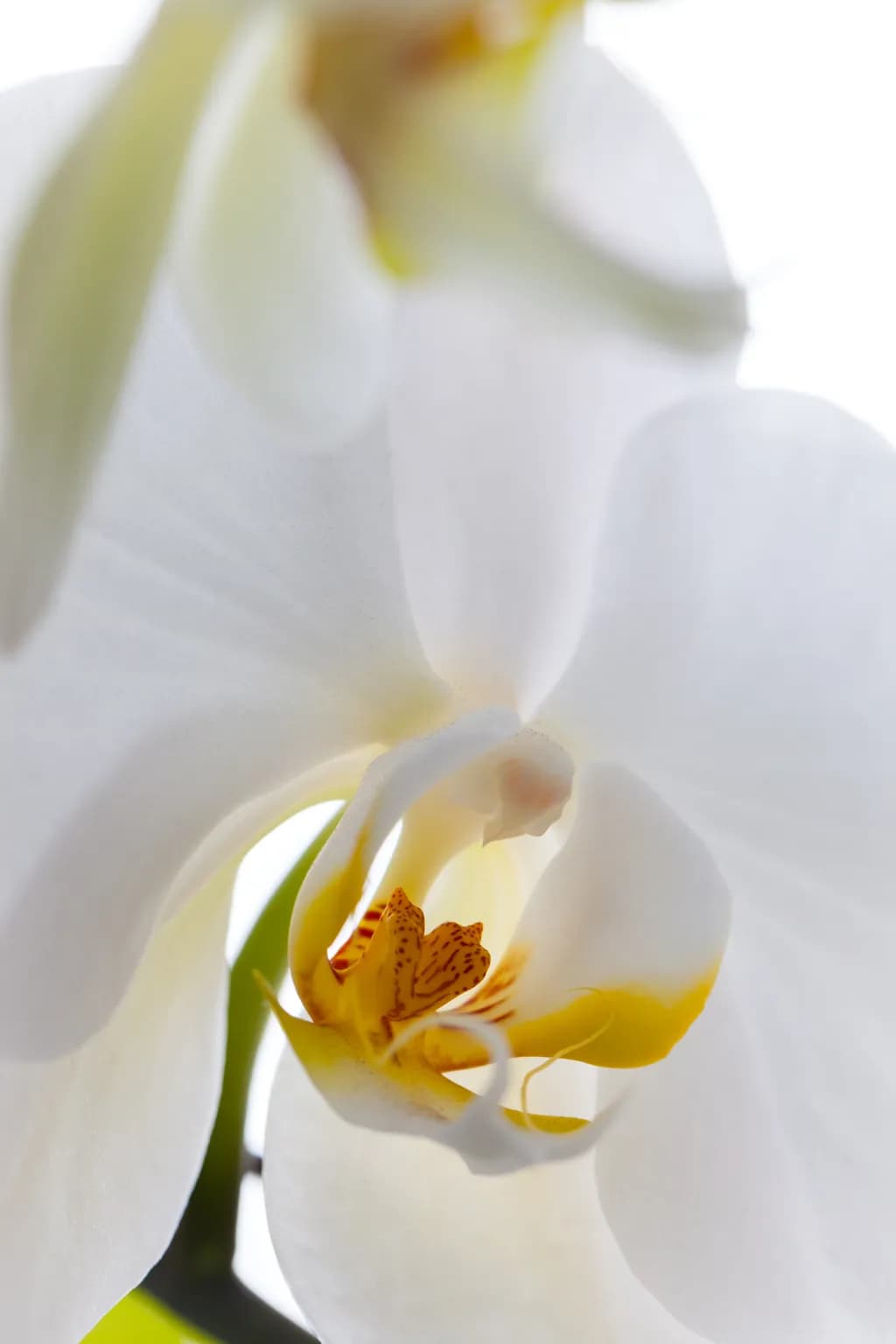 Whispers of Elegance: The Enigmatic Orchid Unveiled