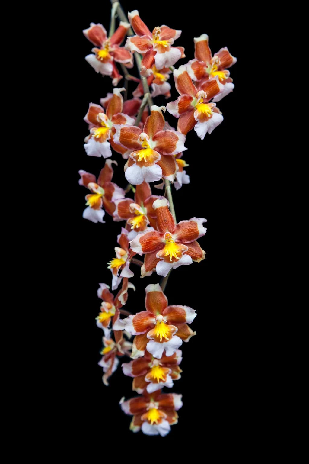 Whispers of the Orchid: A Vibrant Dance of Nature's Delicate Beauty