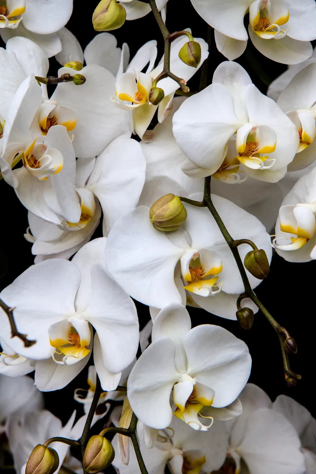 Whispers of Elegance: The Enigmatic Dance of White Orchids