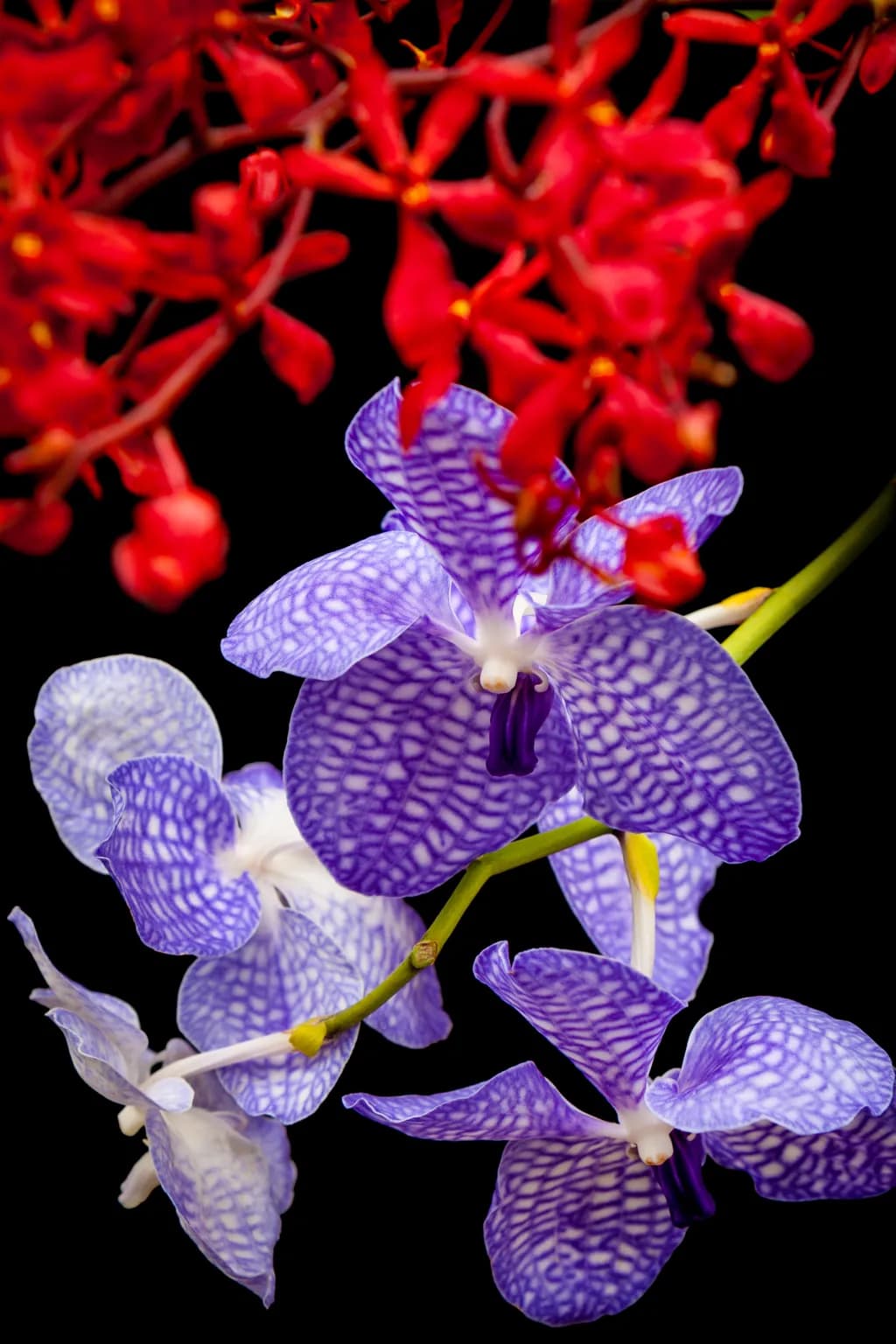 Whispers of Color: A Dance of Purple Orchids and Fiery Reds