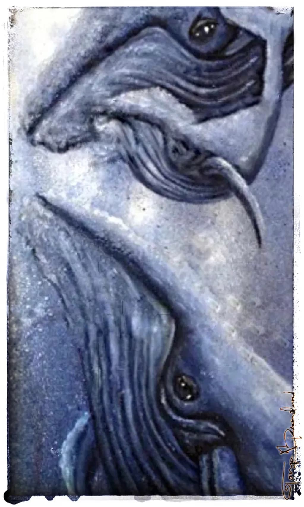 Whale Gaze