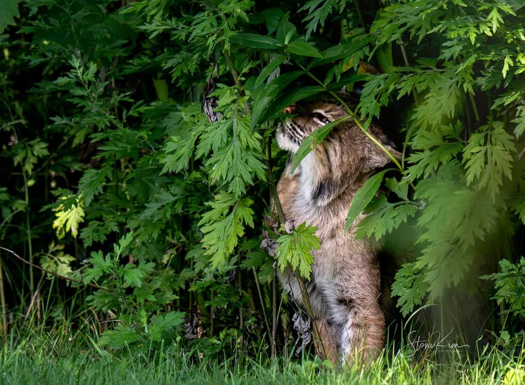 Bobcat in Greenery