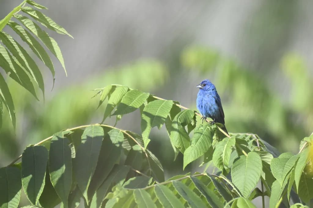 Blue Bird on Green Leaves