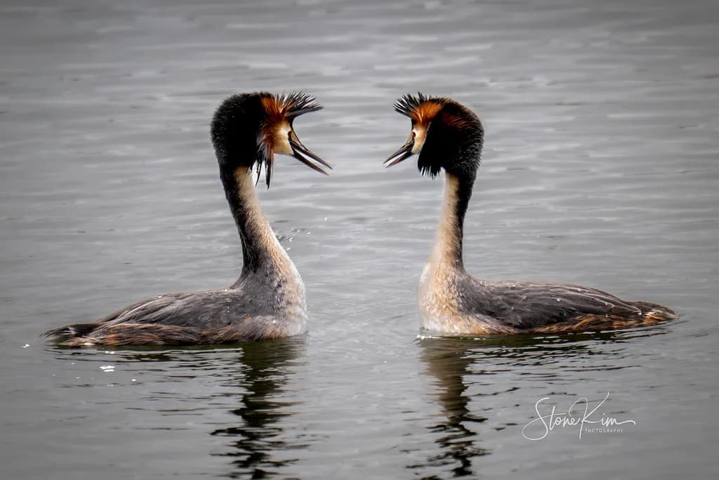 Great Crested Dialogue
