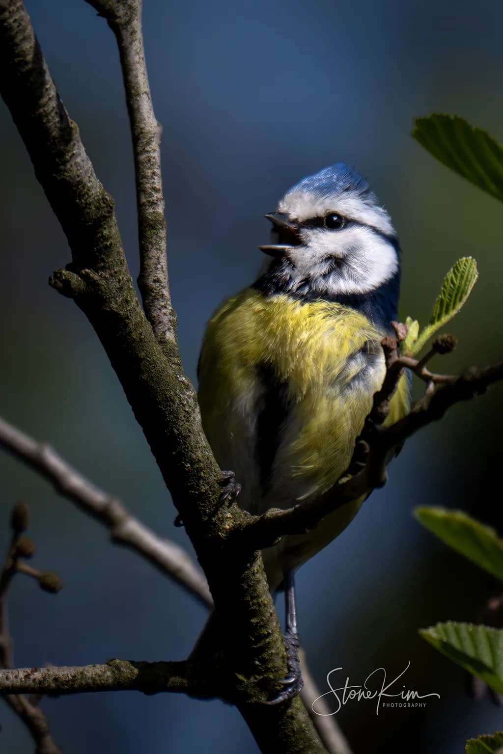 Eurasian Blue Tit Song