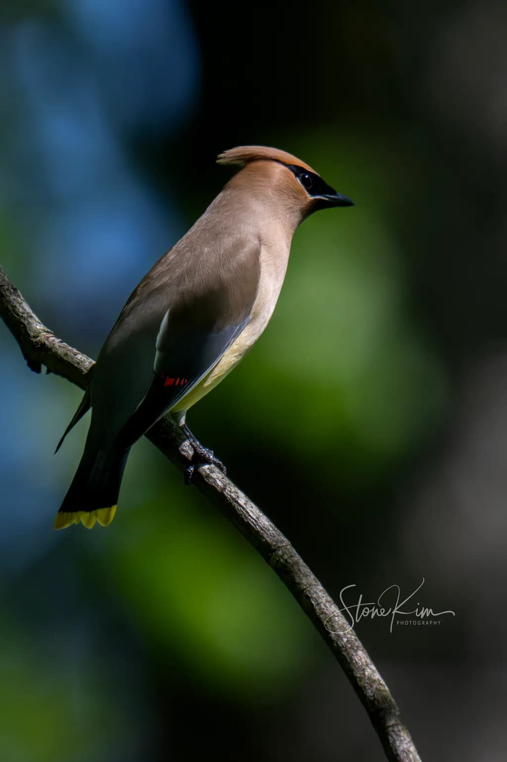 Cedar Waxwing Poise