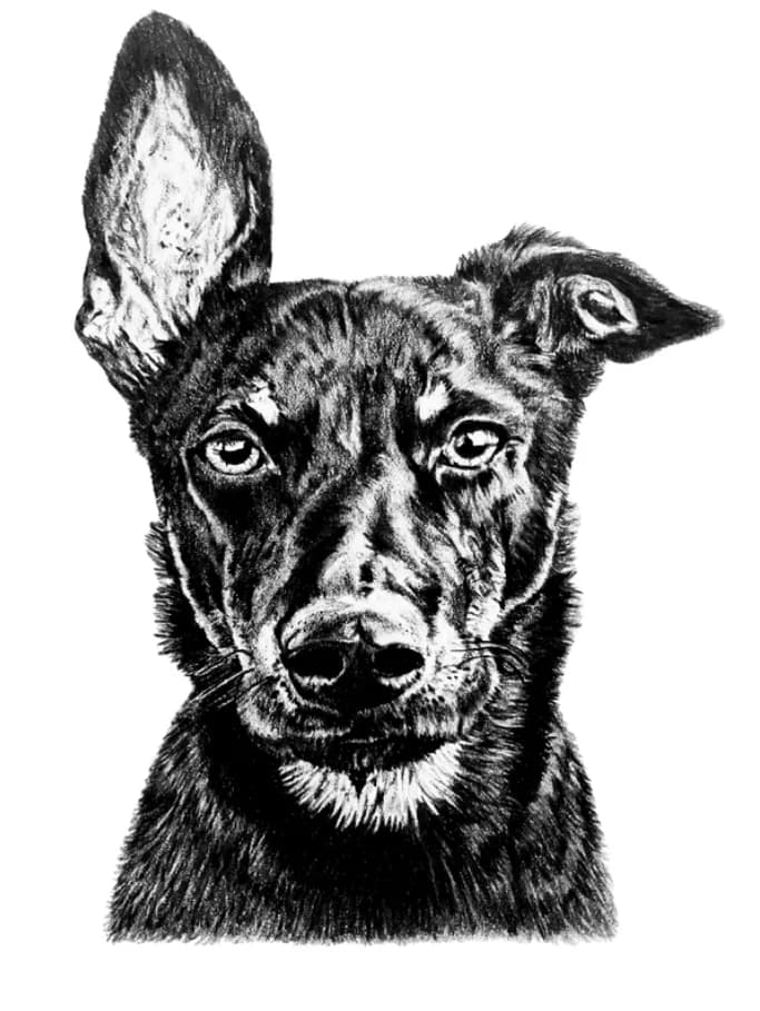 Eloquent Gaze: A Striking Black Dog Portrait Capturing Expression and Character