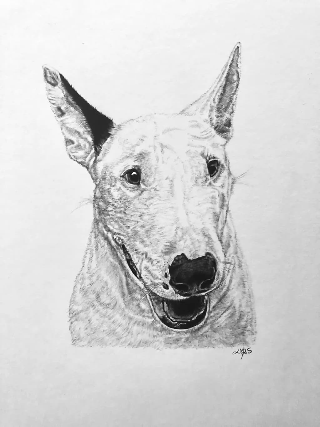 Whiskers and Whimsy: A Playful Portrait of a Smiling Dog in Black and White