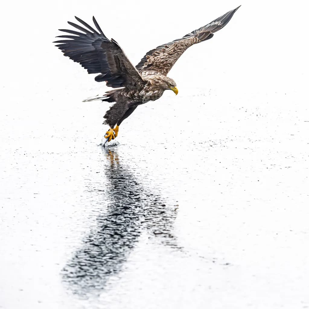 Majestic Dive