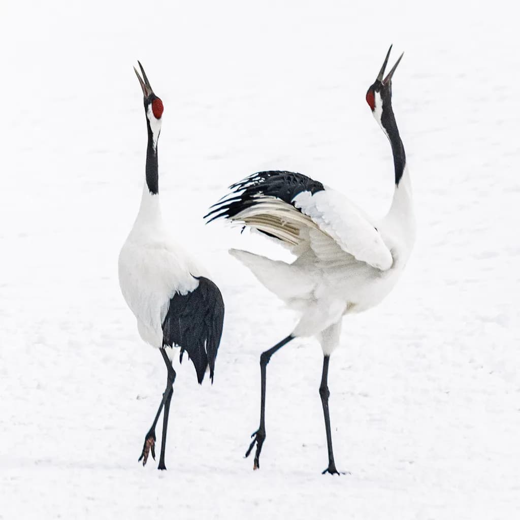 Cranes in Harmony