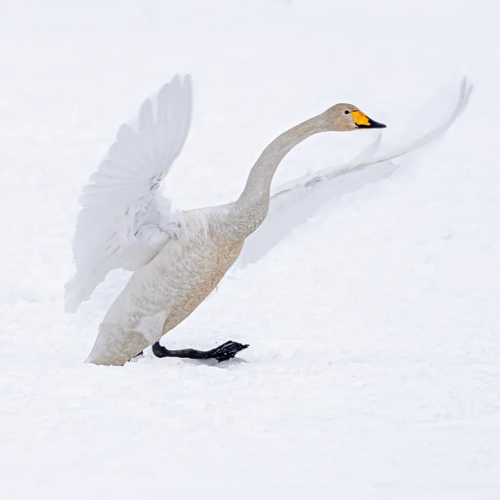 Graceful Ascent