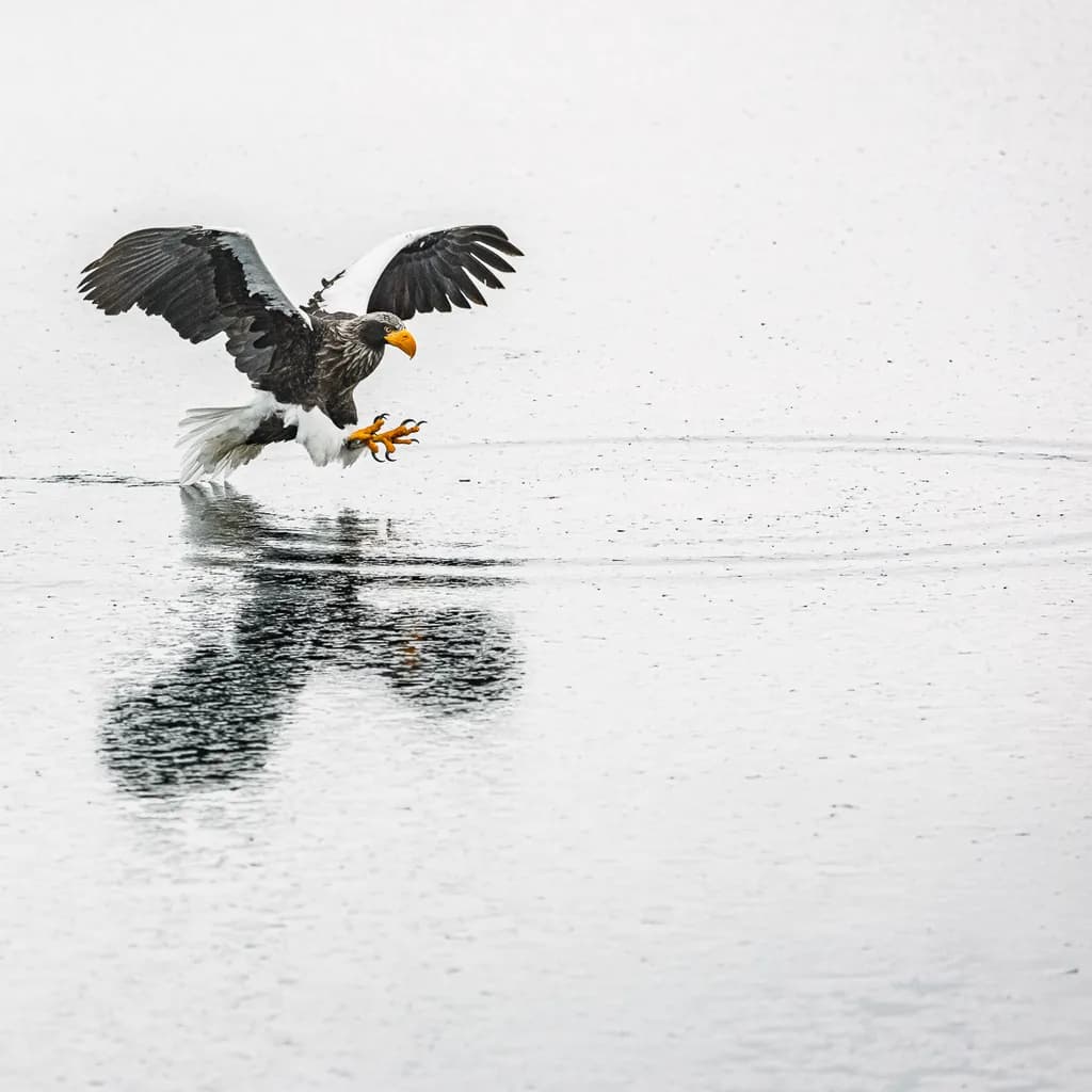 Eagle's Dance