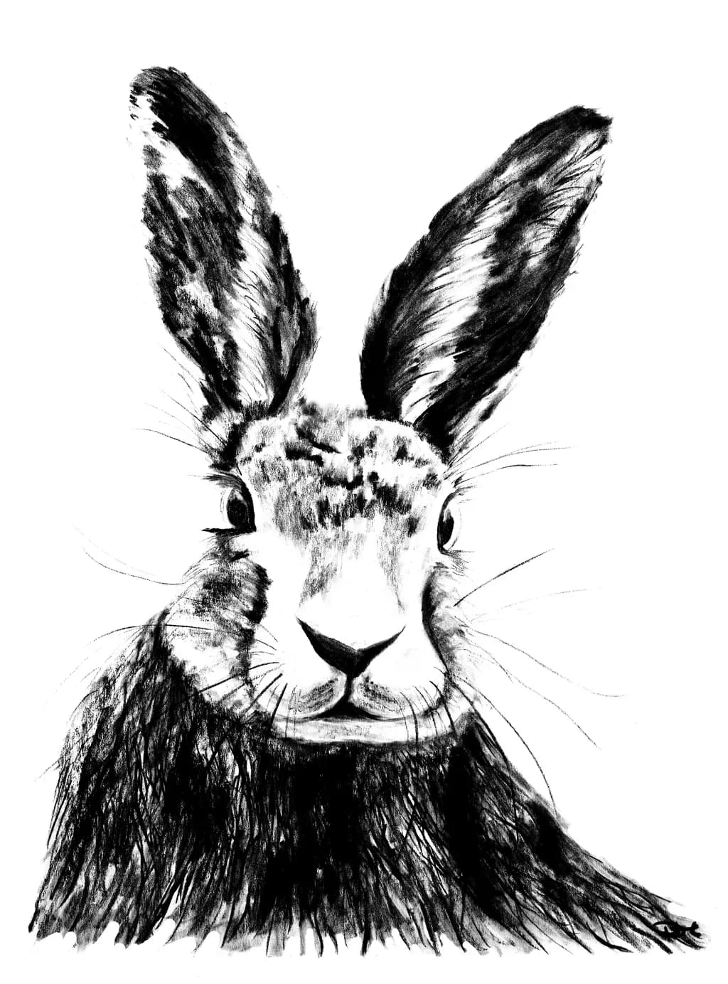 Hare's Gaze