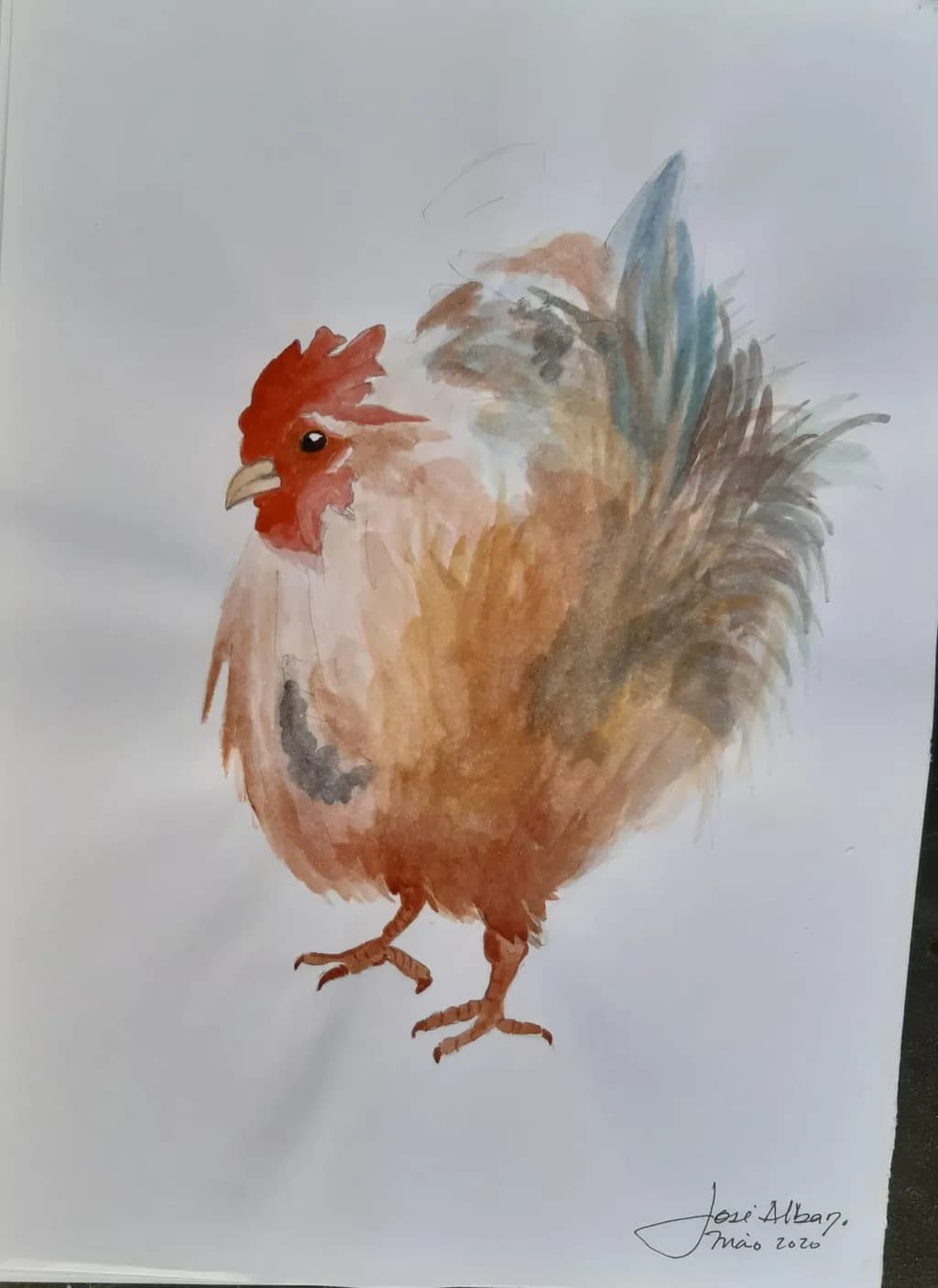 Rooster Study