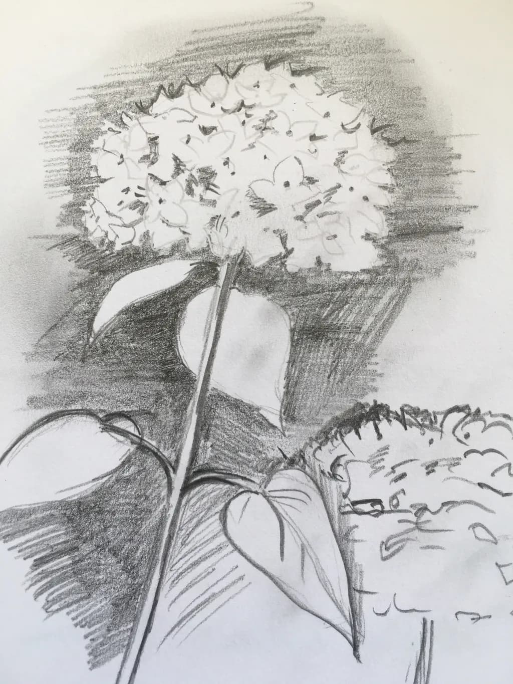 Whispers of Nature: A Delicate Pencil Study of Hydrangeas