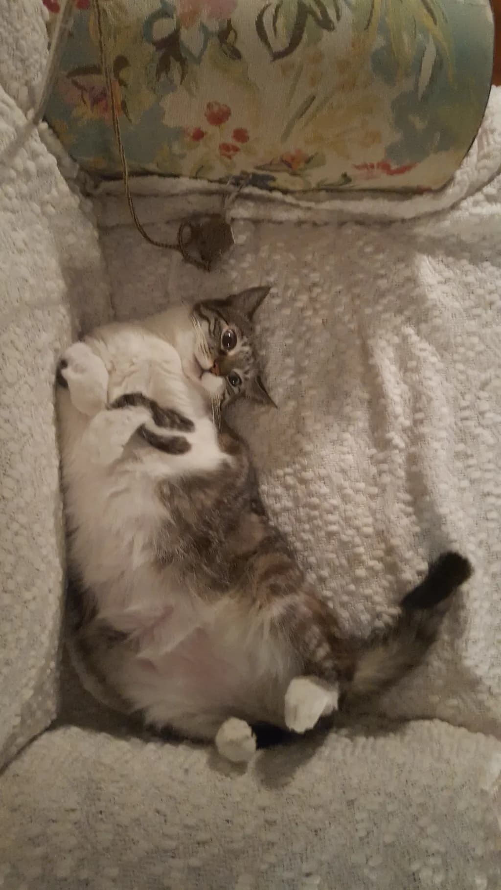 Whimsical Whiskers: A Cozy Cat's Delightful Nap in Soft Surroundings