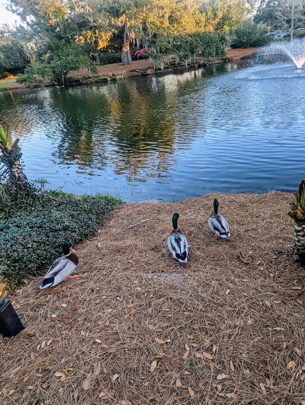 Tranquil Reflections: Ducks by the Serene Pond at Dusk