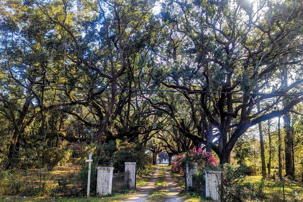 Whispers of Nature: A Tranquil Pathway Through Majestic Trees