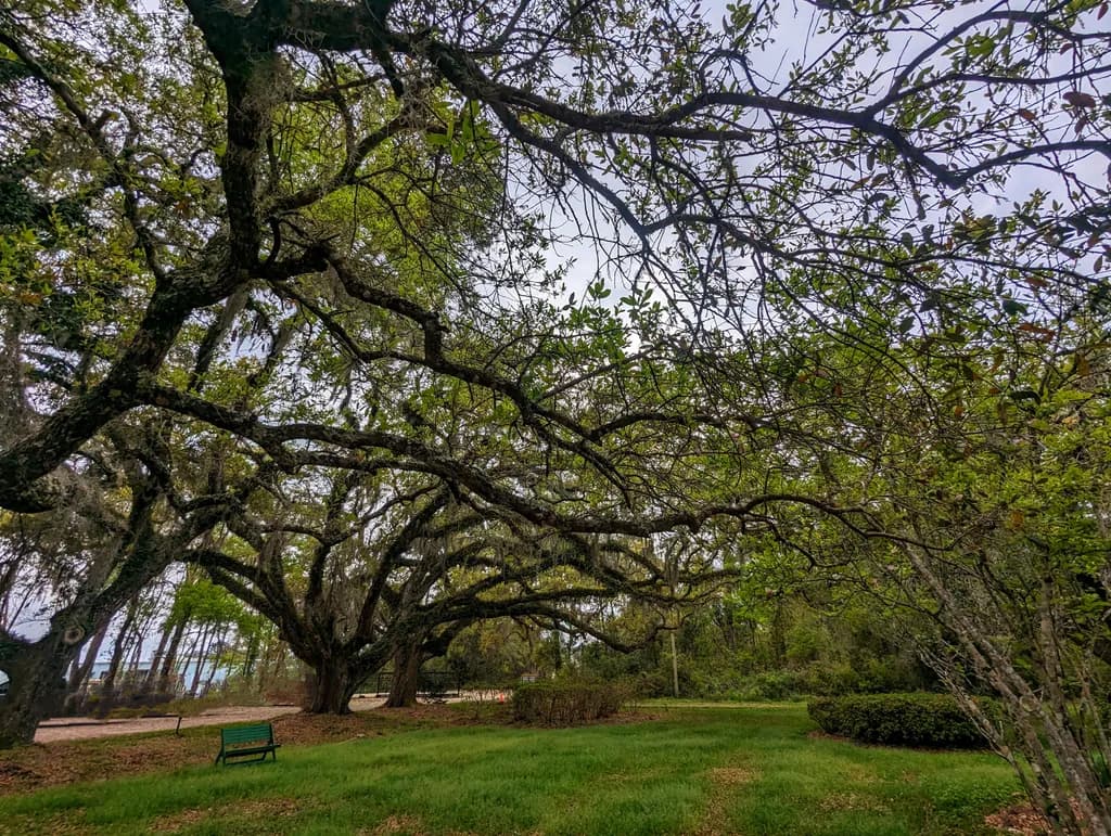 Whispers of Nature: A Serene Canopy of Ancient Oaks and Lush Greenery