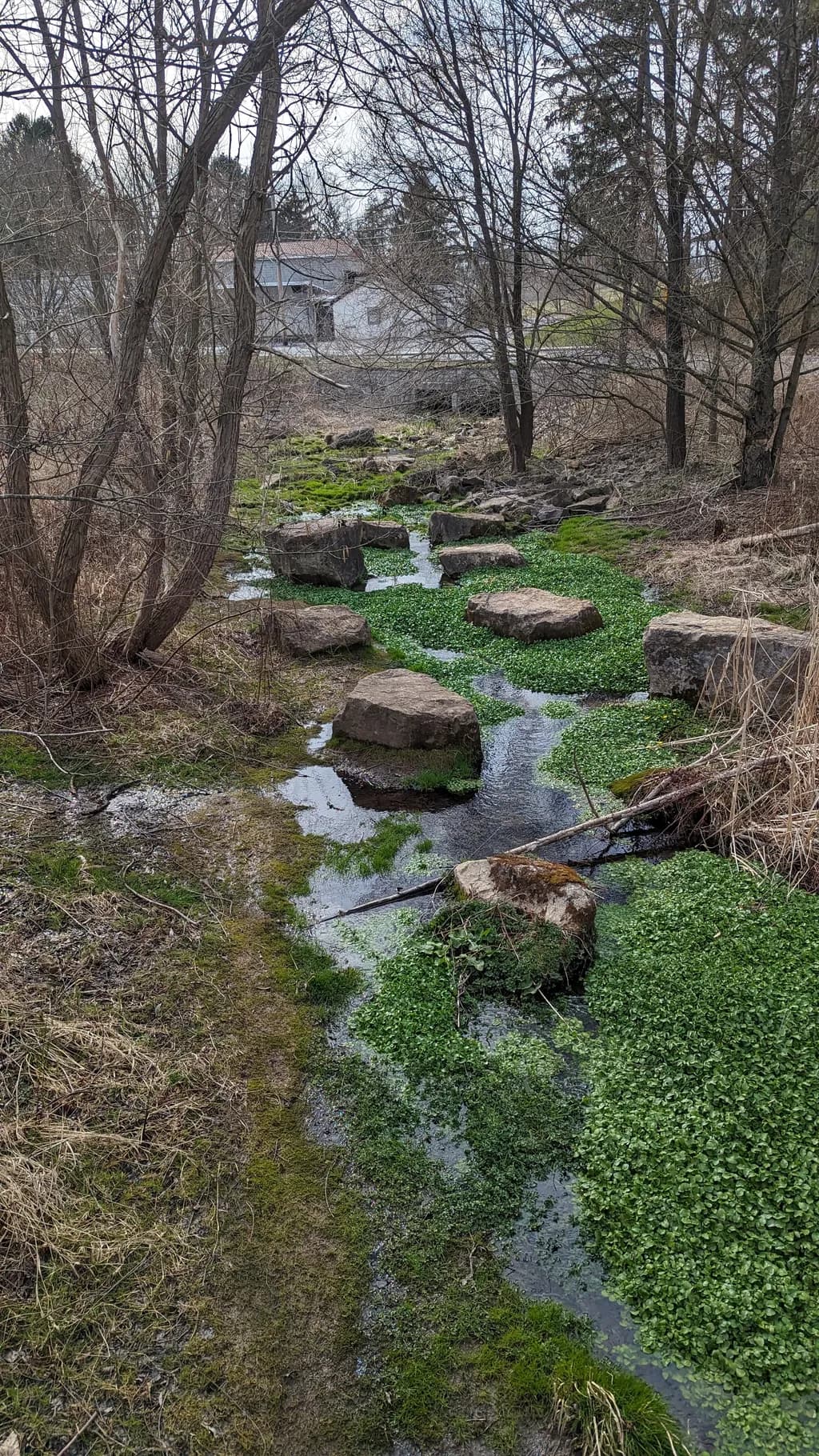 Whispers of Nature: A Serene Stream Through Verdant Landscapes