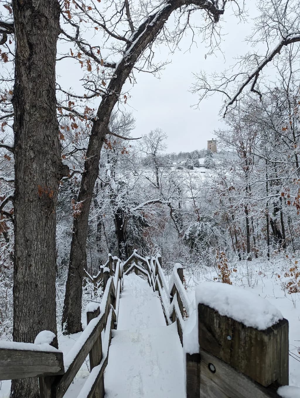 Whispers of Winter: A Tranquil Path Through the Snowy Forest