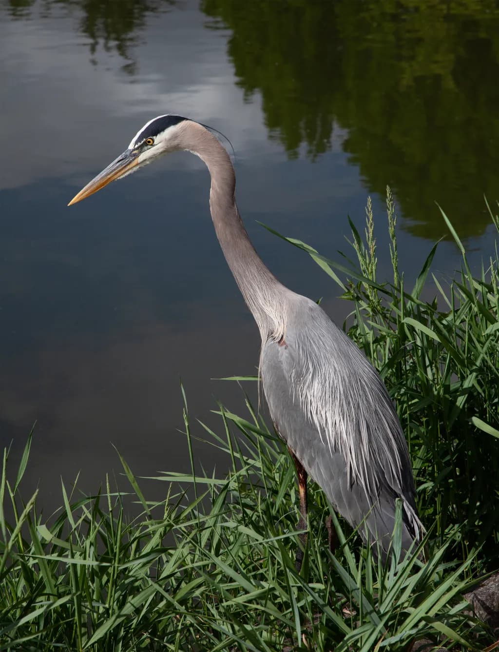 Serenity in Stillness: A Great Heron’s Reflection Amidst Nature's Embrace