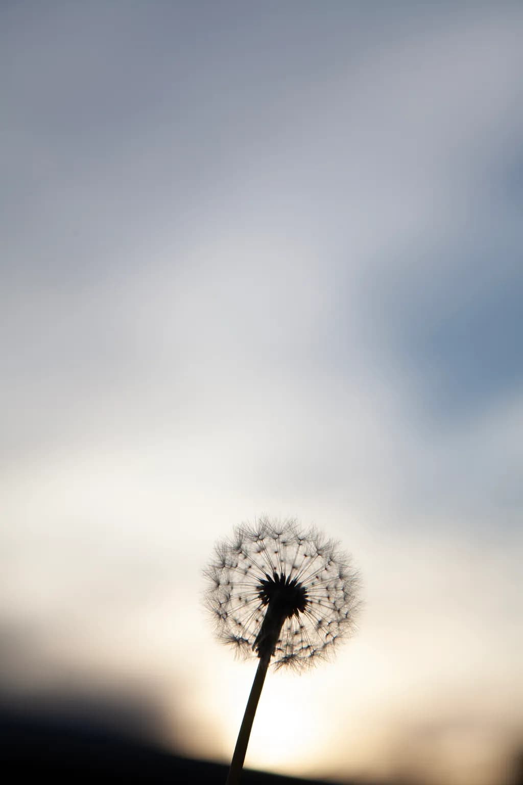 Whispers of the Wind: A Dandelion's Journey at Dusk