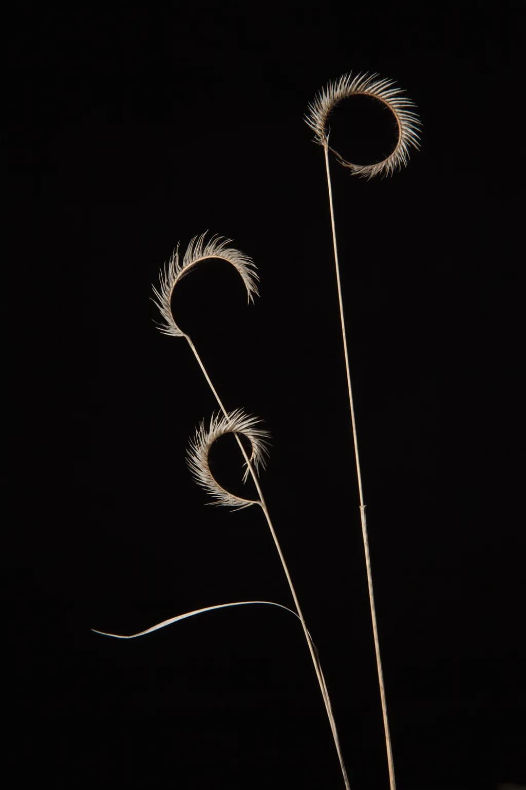 Whispers of Nature: Delicate Grass Stalks Against the Void