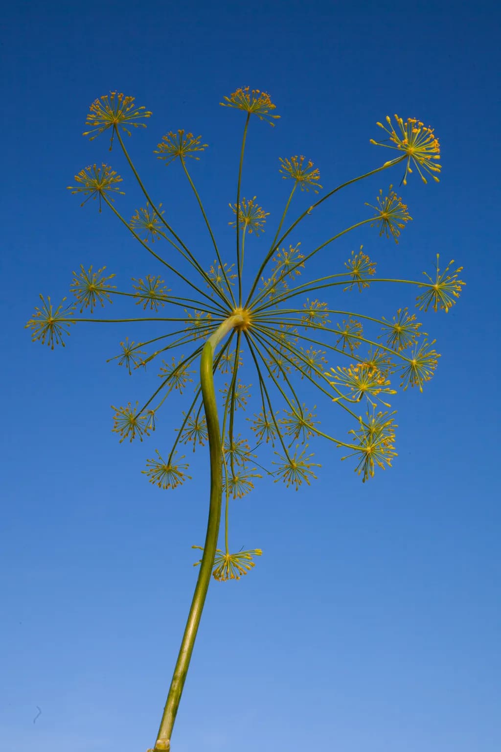 Dill Blossom