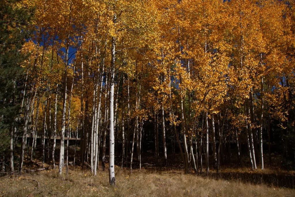 Sedona Fall