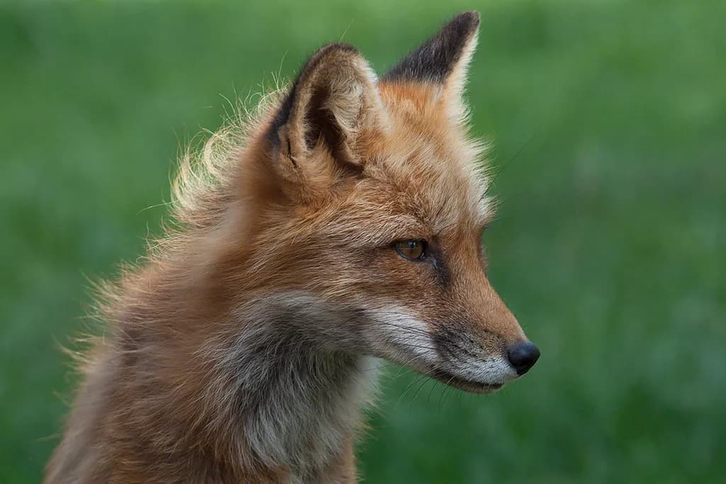 Foxy Fox