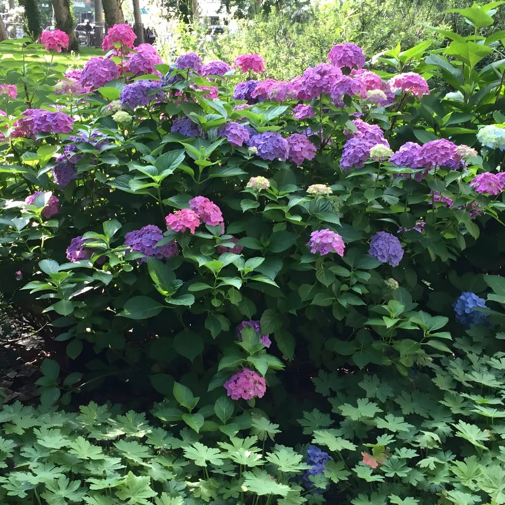 Vibrant Hydrangeas: A Lush Embrace of Nature's Palette