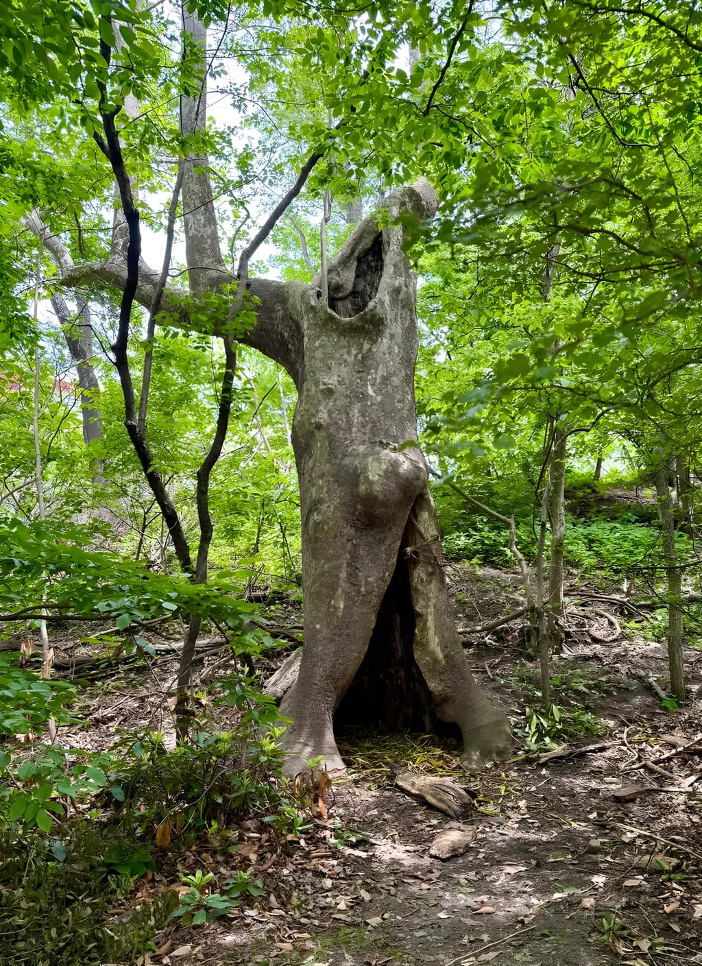 Whispers of Nature: The Enigmatic Tree Embracing Life's Stories