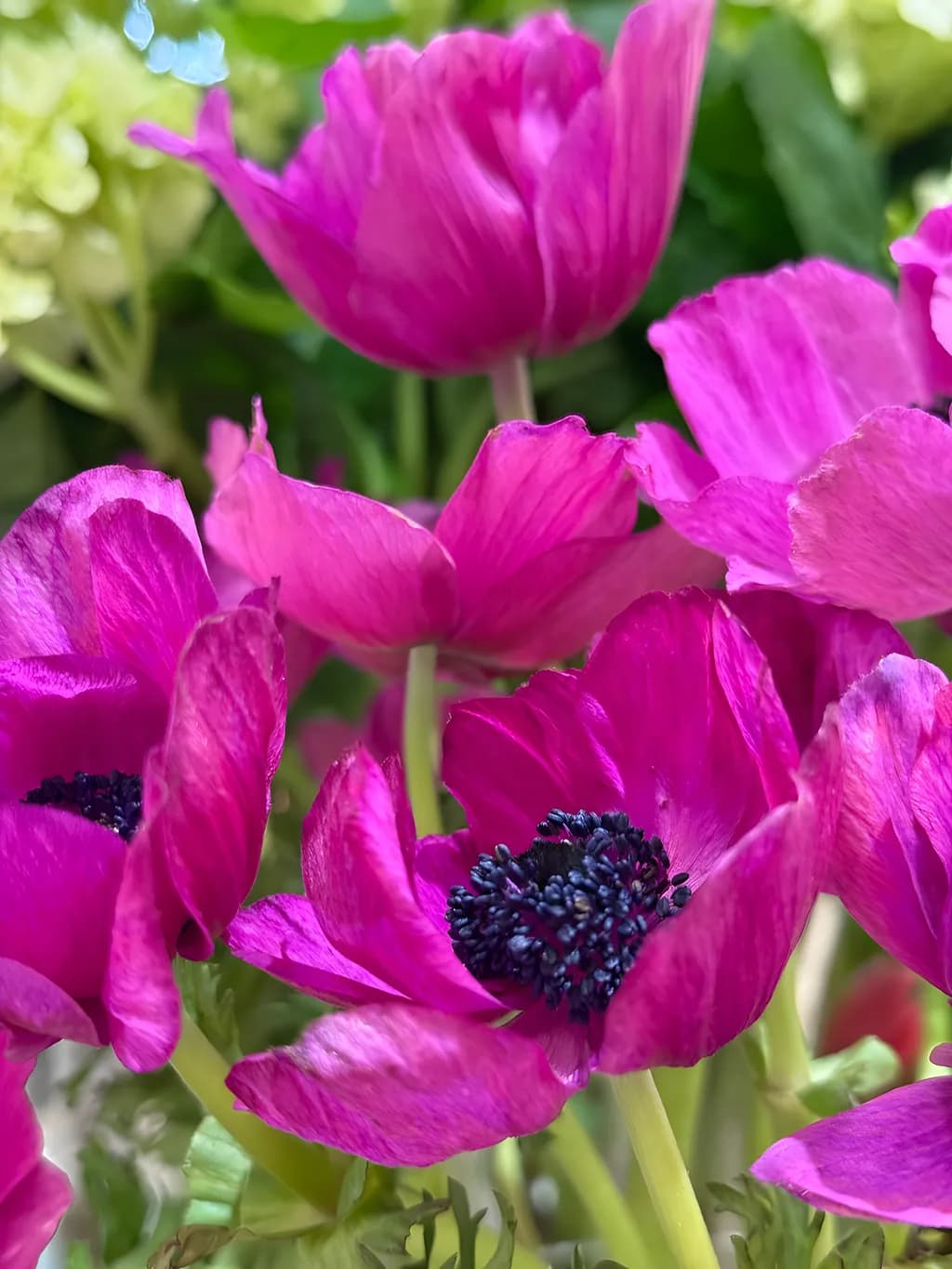 Vibrant Whispers: A Close-Up of Passionate Pink Anemones in Bloom