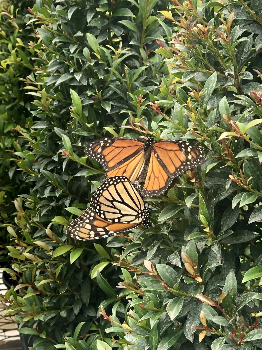 Butterfly Duo