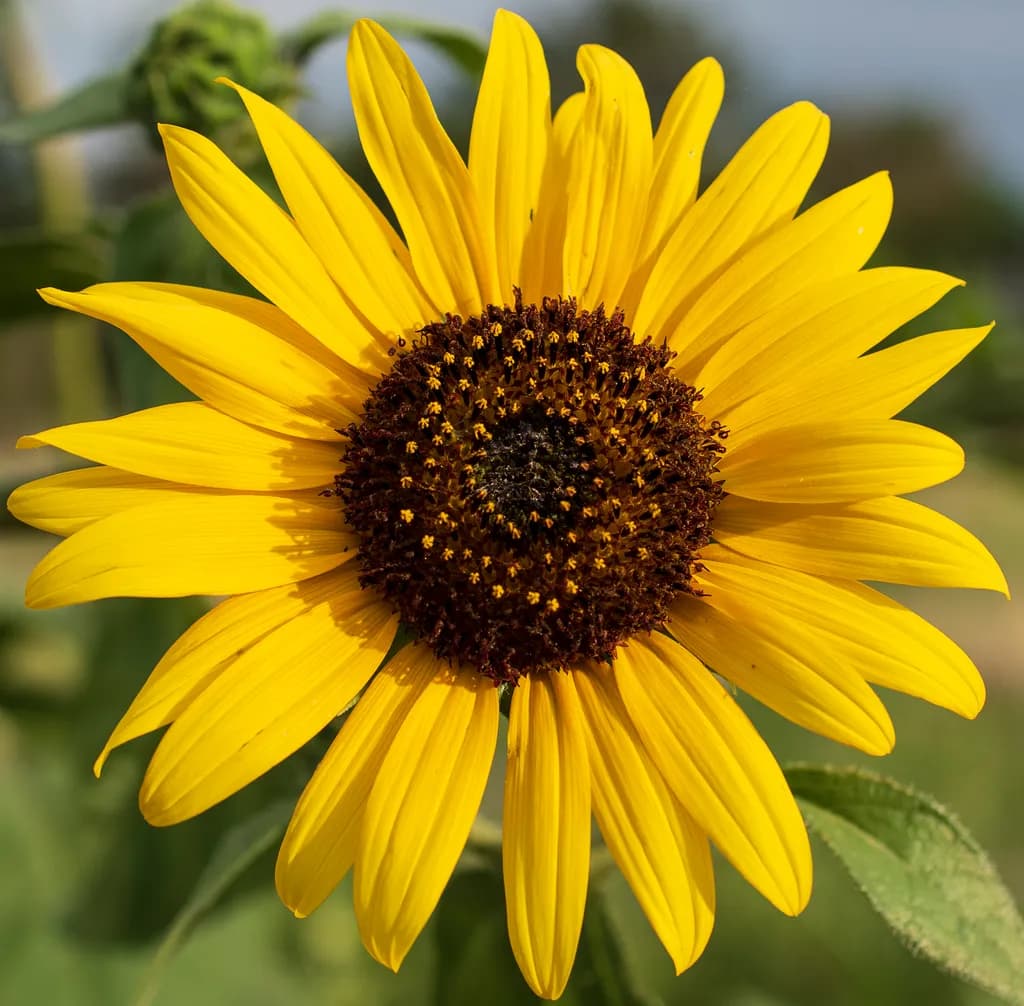 Sunshine in Bloom: A Heartfelt Celebration of Nature's Radiance