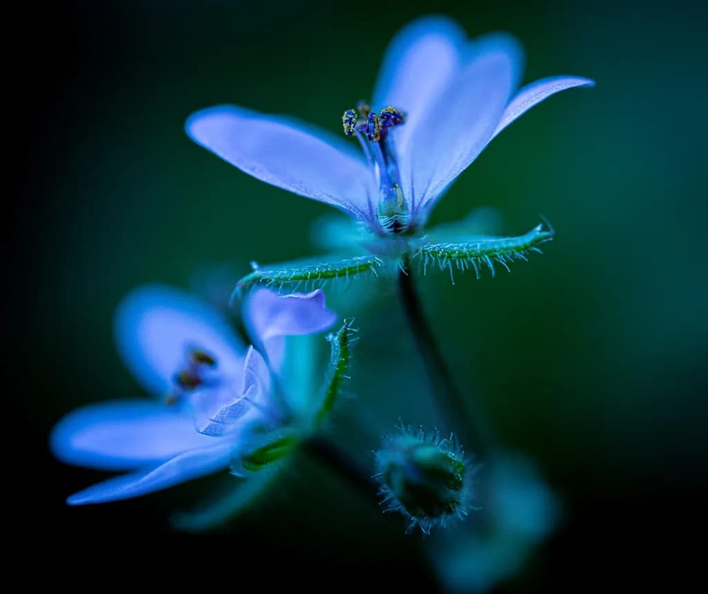Whispers of Blue: A Delicate Dance of Nature's Elegance