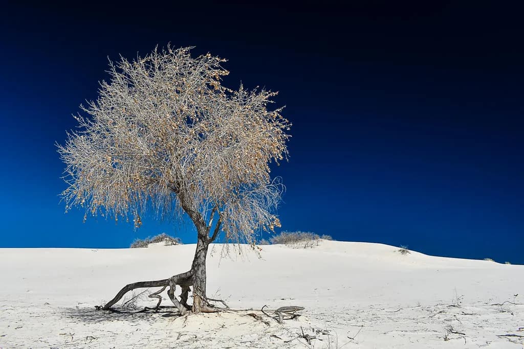 Whispers of Resilience: A Solitary Tree Against the Infinite Sky