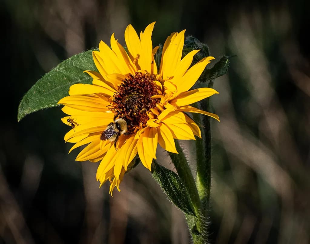 Golden Harmony: A Dance of Bees and Sunflowers in Nature's Embrace
