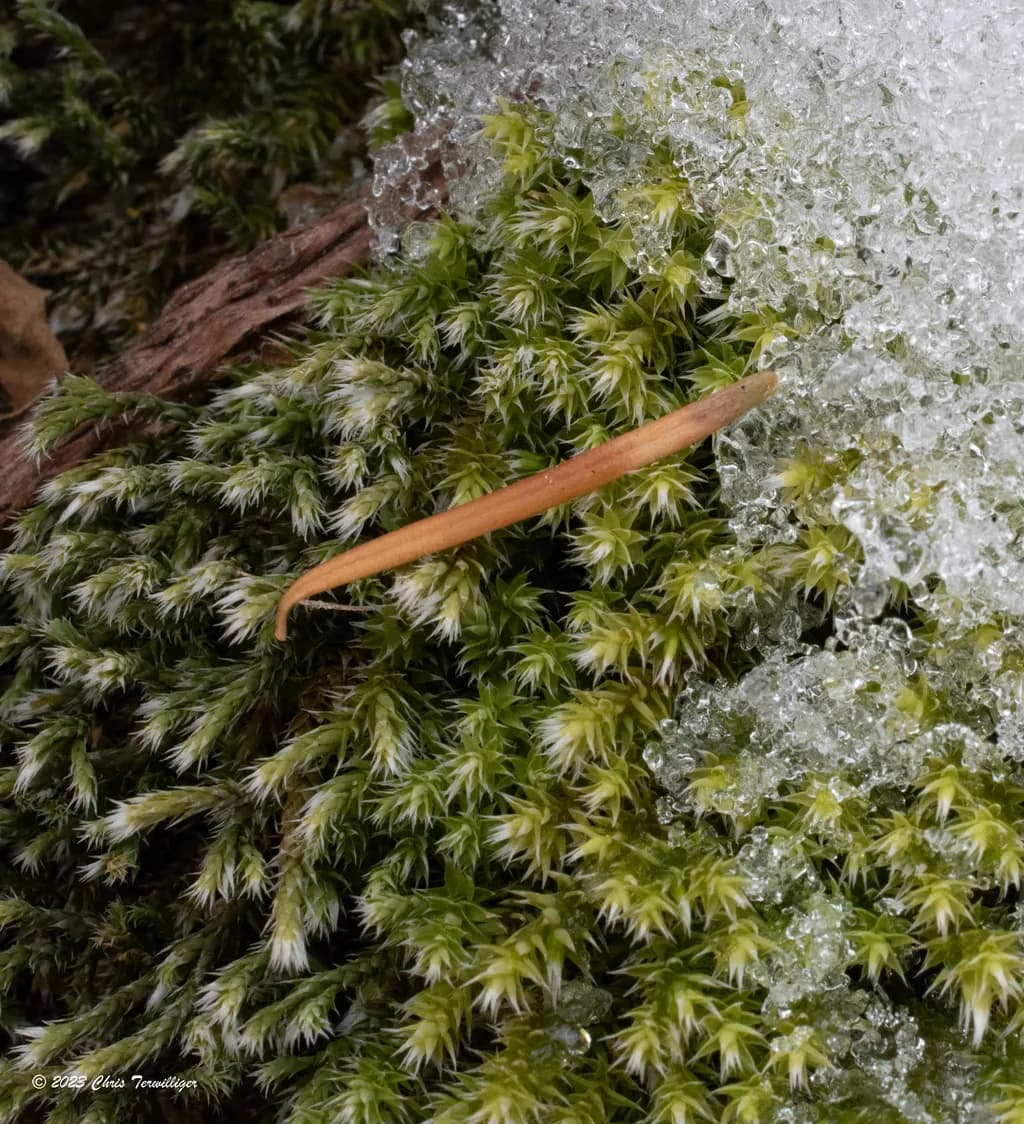 Whispers of Winter: A Dance of Moss and Melting Snow