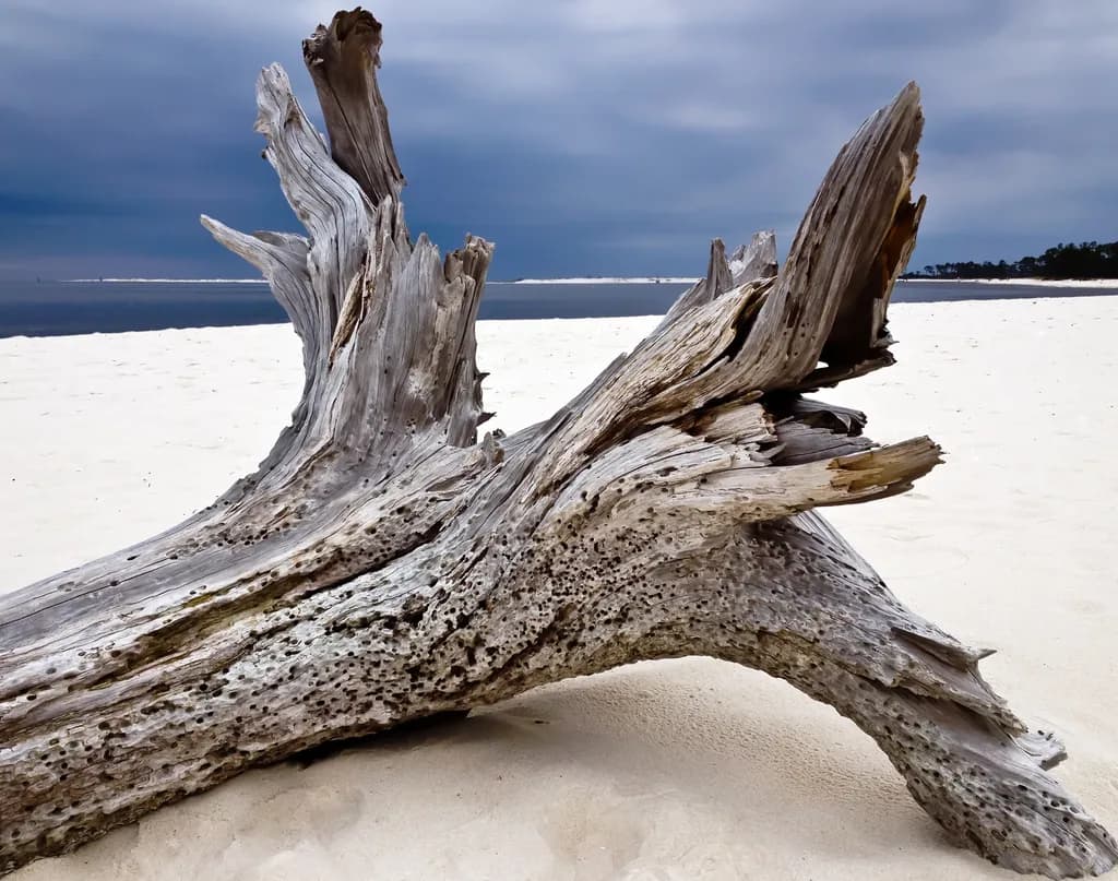 Driftwood Serenity