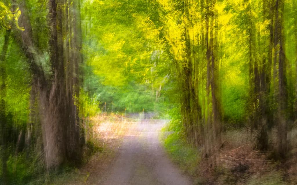 Whispers of the Enchanted Path: A Journey Through Luminous Greenery