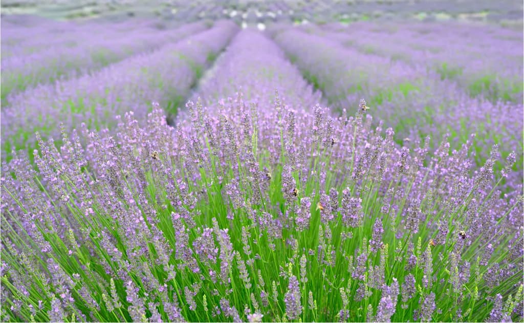 Lavender Dreams: A Serene Journey Through Purple Fields of Fragrance