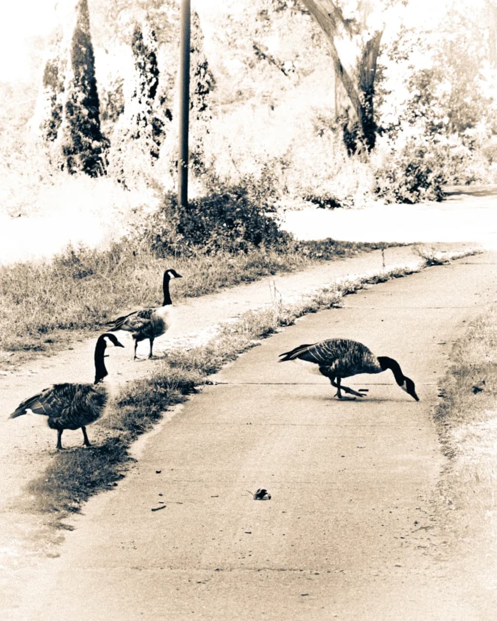 Serene Stroll: Geese on a Quiet Pathway