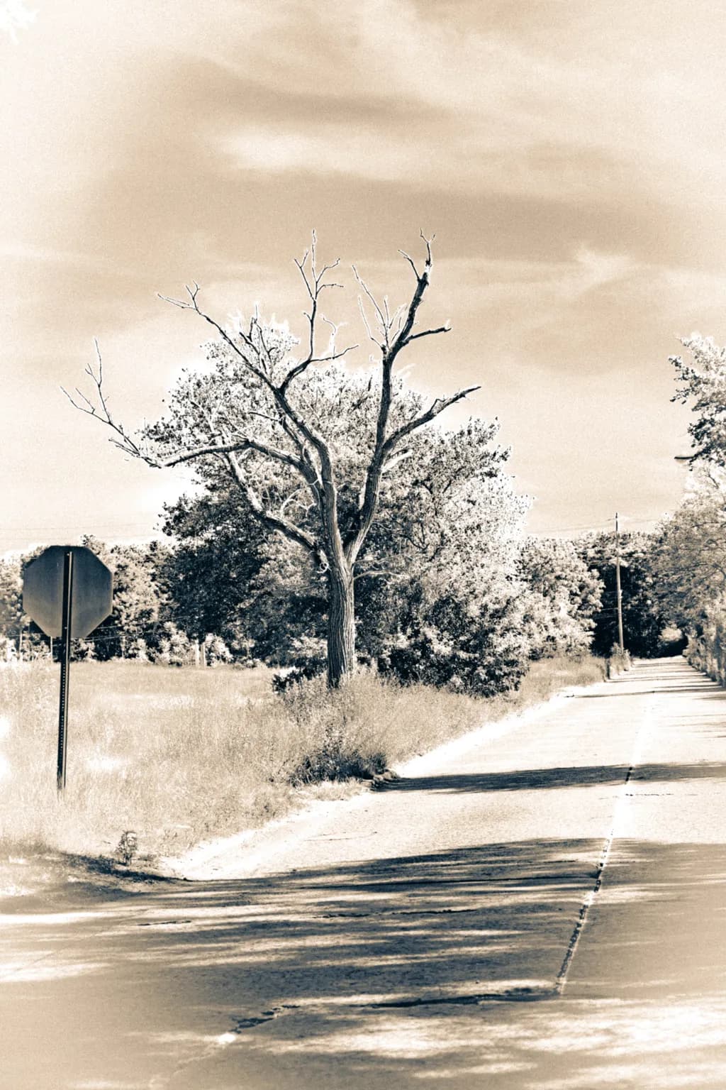 Whispers of Abandonment: A Monochrome Journey Through Nature's Solitude