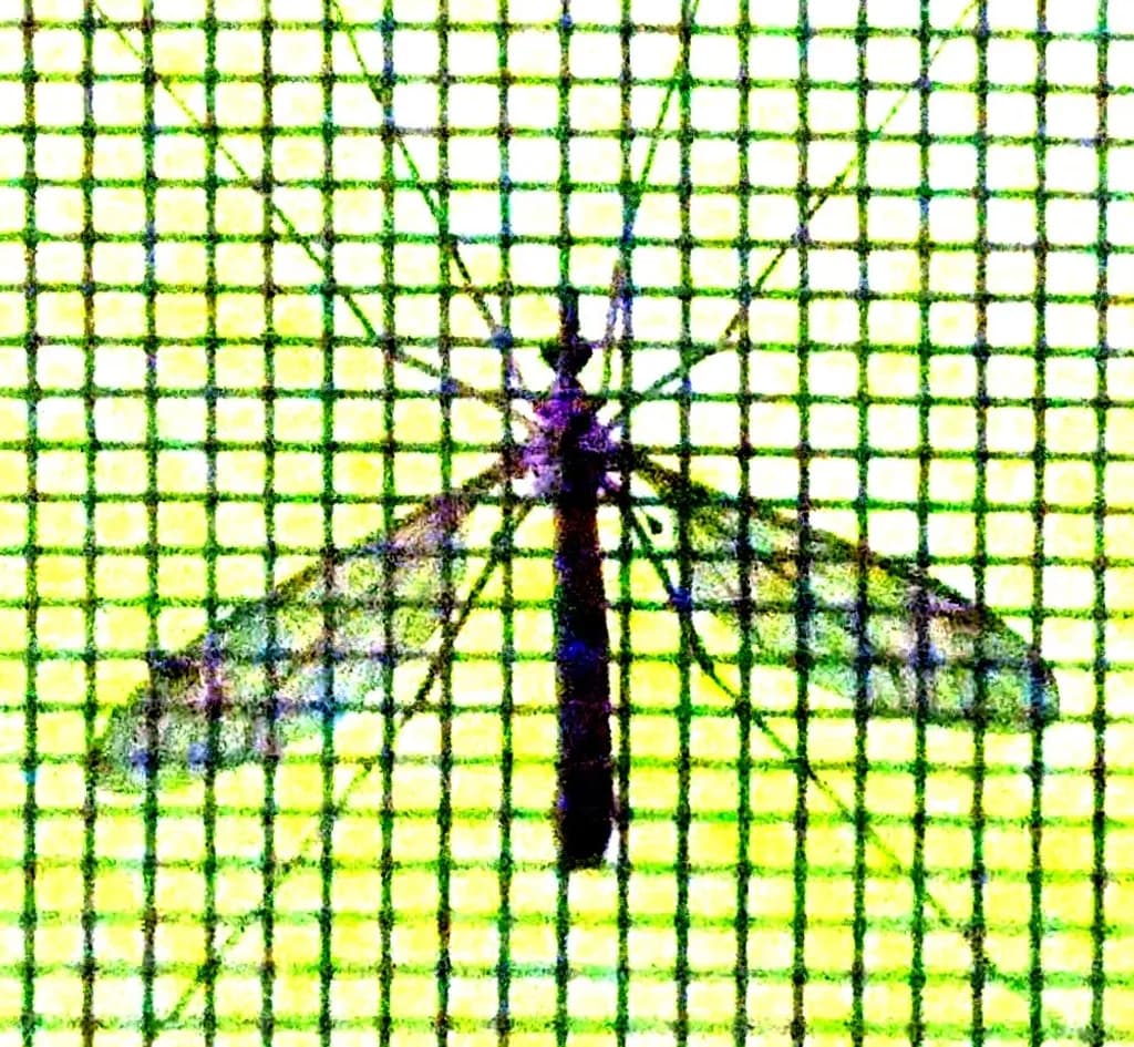 Insect on Screen Grid
