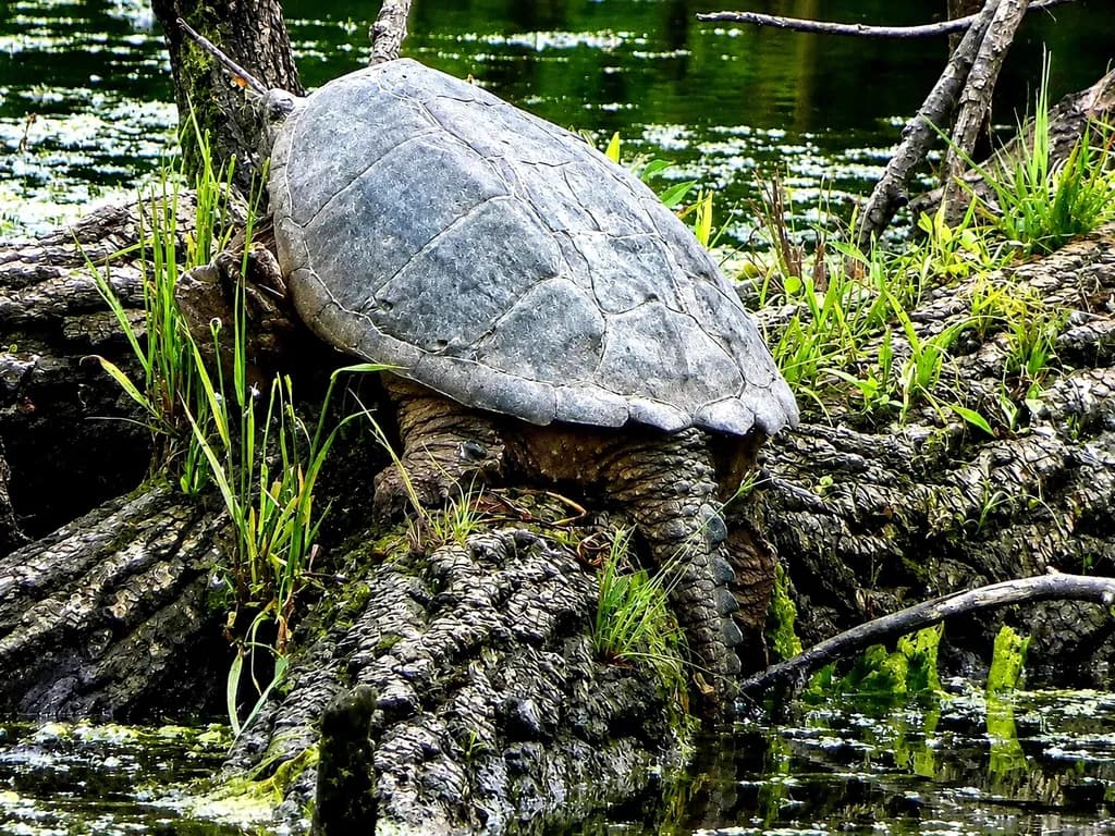 Close Up Snapping Turtle
