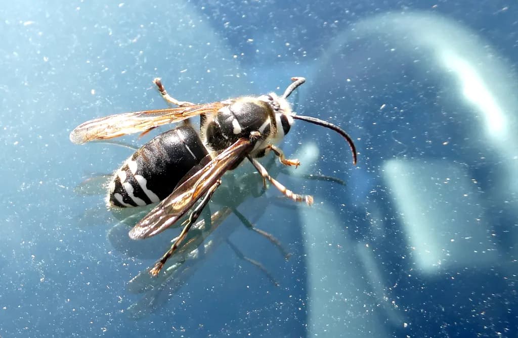Wasp Macro Detail