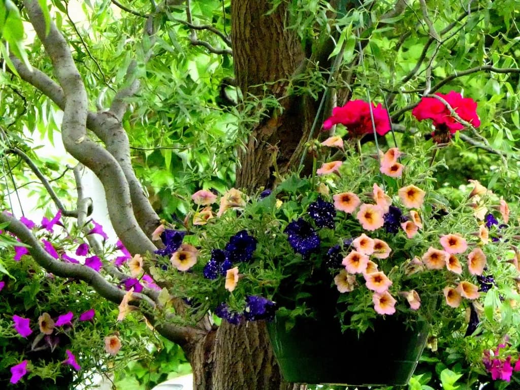 FAV Bvlcsnap Flower Basket