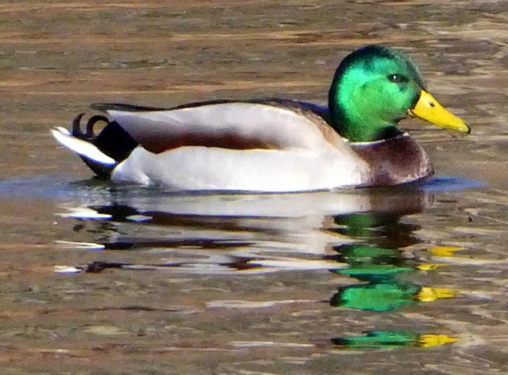 Mallard Reflection